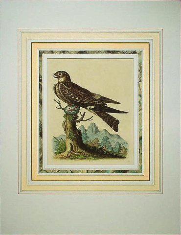 ジョージ・エドワーズ 「珍奇鳥類誌」 1743年−51年 No.63