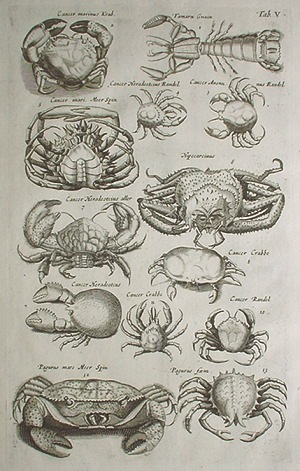 ヨハン・ヨンストン 「鳥獣虫魚図譜」 1657年 No.P5 | 古版画,博物画