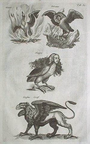 ヨハン・ヨンストン 「鳥獣虫魚図譜」 1657年 No.A62 | 古版画,博物画