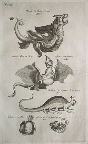 1650年代 ヨハネス・ヨンストン 鳥獣虫魚図譜 古版画 博物画 アンティーク ヨハン・ヨンストン 「鳥獣虫魚図譜」 1657年 No.I11 | 古版画,博物画