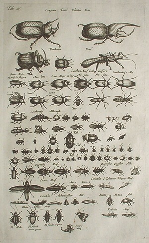 1650年代 ヨハネス・ヨンストン 鳥獣虫魚図譜 古版画 博物画 アンティーク ヨハン・ヨンストン 「鳥獣虫魚図譜」 1657年 No.I15 | 古版画,博物画