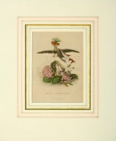 J��J������������ �ֲ֤����׿��� 1867ǯ No.242