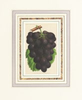 �٥륮�����ڸ������ ��ͭ�Ѽ��ں��ݳص��ס� 1871ǯ��91ǯ No.62