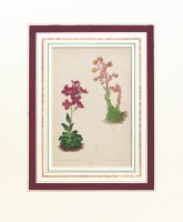 �ǥ����åɡ����������� �֥���ץ��ο�ʪ�� 1872ǯ��74ǯ No.444