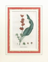 ����󡦥���ꡦ���硼�ࡦ���󡦥ƥ��졼�� �֥ե�󥹤ο�ʪ�� 1805ǯ��09ǯ No.328