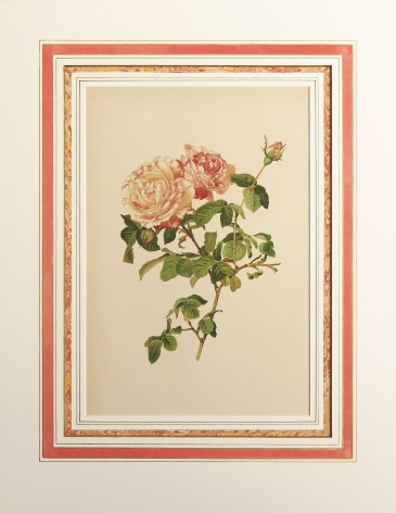 エレン・アン・ウィルモット 「バラ属」 1910年−14年 No.101