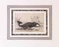 �����ꥢ�ࡦ���㡼�ǥ��� �֥ʥ����ꥹ���ѽ�� �����顦���륫�� 1833ǯ��43ǯ No.W2