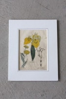 �ѹ�Ƽ�ǲ��̿� ��The family herbal��John Hill 1812ǯ ��flea-bane�������꡼�ա��ե꡼�١���&yellow-flag�����������ꥹ&purging-flax����١�No.MA_JH02