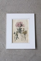 �ѹ�Ƽ�ǲ��̿� ��The family herbal��John Hill 1812ǯ �إ�������&�����٥˥�����&�����襦�ʥĥ業�����١�No.MA_JH03