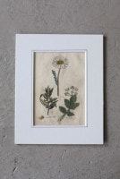 �ѹ�Ƽ�ǲ��̿� ��The family herbal��John Hill 1812ǯ ��pellitory-of-the-wall���٥��饯��&oxeye���������ɥ�&wild-parsnip�ѡ����˥åס١�No.MA_JH09