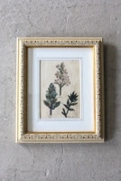 �ѹ񡡳�����Ƽ�ǲ��̿� ��The family herbal��John Hill 1812ǯ ��bugle�����奬&buckbean�ߥĥ�����&butcher's-broom�ʥ��������١�No.MA_JH13