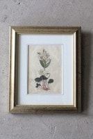�ѹ񡡳�����Ƽ�ǲ��̿� ��The family herbal��John Hill 1812ǯ ��soup-wort���ܥ󥽥�&wood-sorrel�����Хߡ١�No.MA_JH14