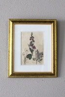 �ѹ񡡳�����Ƽ�ǲ��̿� ��The family herbal��John Hill 1812ǯ ��frogbit�ե��å��ӥå�&foxglove�������ꥹ&fumitory���饯�����ޥ�١�No.MA_JH16