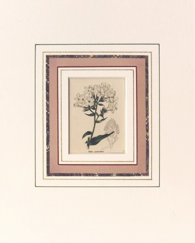 �٥󥸥�ߥ󡦥⡼��� �ֿ�ʪ��� 1825ǯ��51ǯ No.350