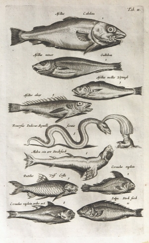 ヨンストンヒュドラ銅板画 ヨンストンヒュドラ銅板画 - メルカリ