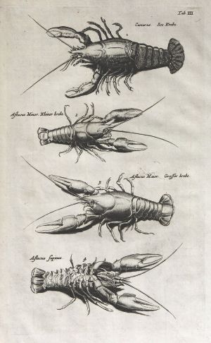 ヨハン・ヨンストン 「鳥獣虫魚図譜」 1657年 No.P3