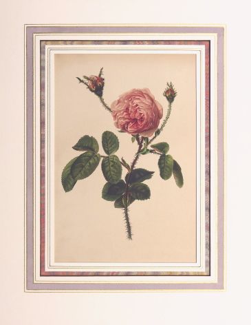 ����󡦥��󡦥������å� �֥Х�°�� 1910ǯ��14ǯ No.95