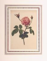 ����󡦥��󡦥������å� �֥Х�°�� 1910ǯ��14ǯ No.95