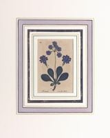 �䡼���åס�����ȥ���� �֥ɥ��Ŀ�ʪ��������� 1798ǯ��1862ǯ No.5405