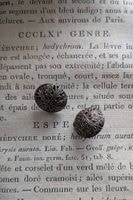 �ե�󥹡�����ƥ�������silver800 ���� �ե��ꥰ�꡼�ܥ��� ��16m����7263