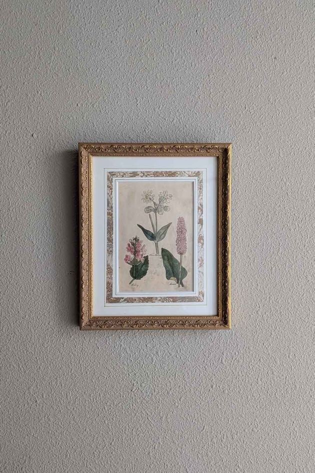 英国 額入り銅版画手彩色 「The family herbal」John Hill 1812年