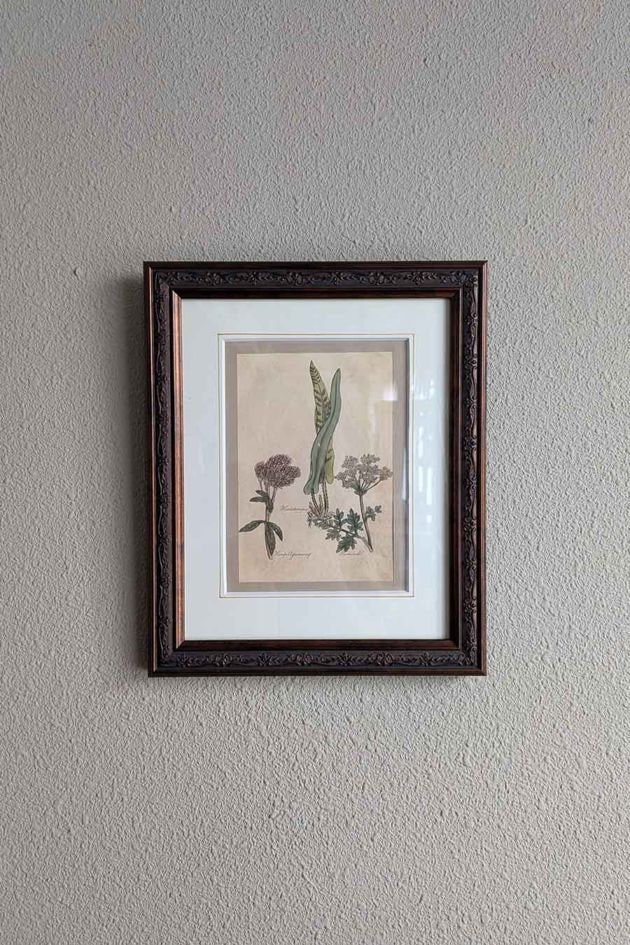 英国 額入り銅版画手彩色 「The family herbal」John Hill 1812年