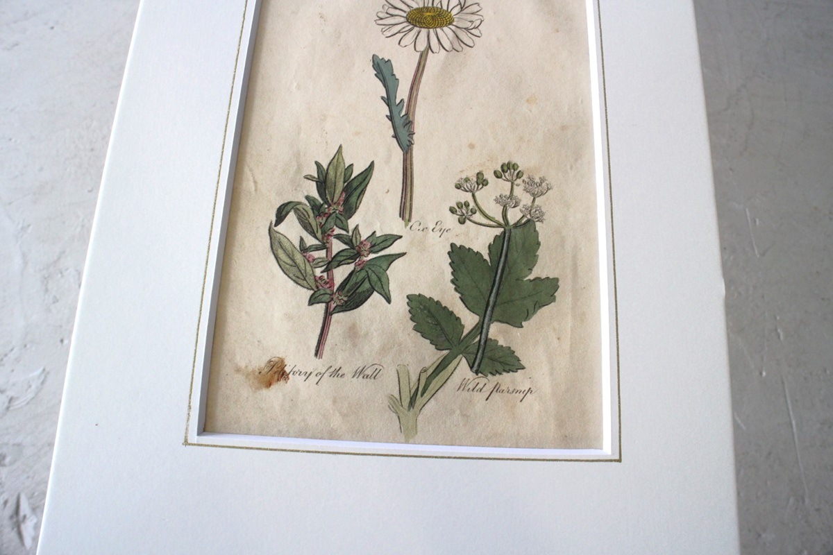 �ѹ�Ƽ�ǲ��̿� ��The family herbal��John Hill 1812ǯ �إ��٥��饯��&���������ɥ�&�ѡ����˥åס١�No.MA_JH09