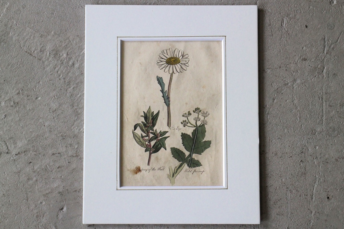 �ѹ�Ƽ�ǲ��̿� ��The family herbal��John Hill 1812ǯ �إ��٥��饯��&���������ɥ�&�ѡ����˥åס١�No.MA_JH09