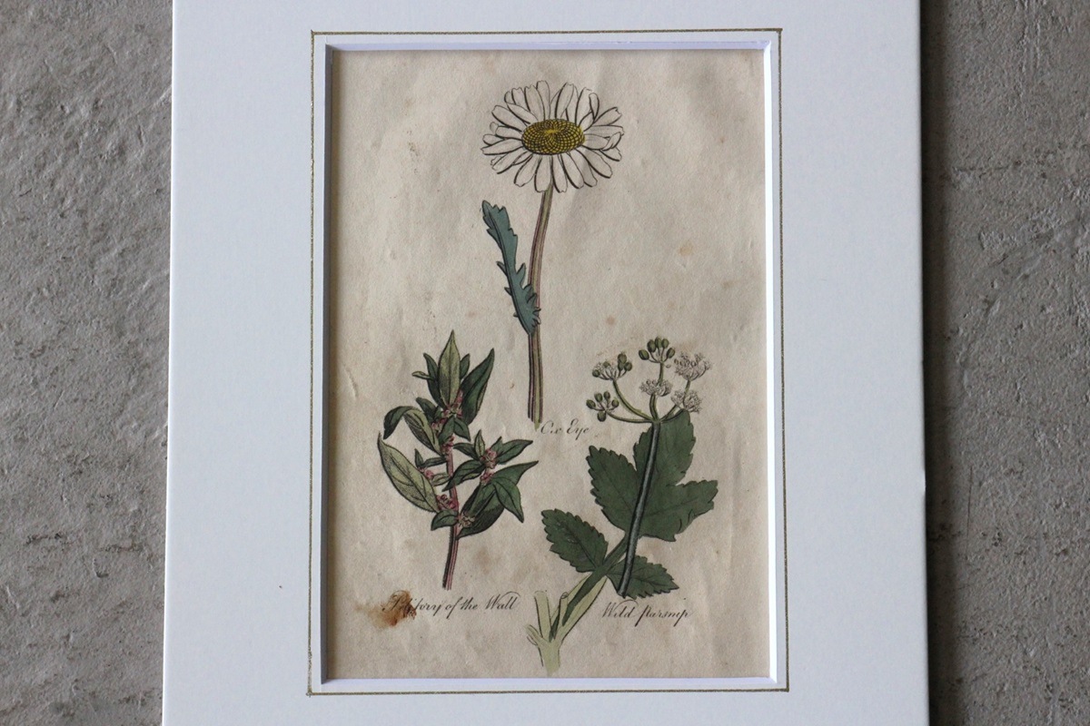 �ѹ�Ƽ�ǲ��̿� ��The family herbal��John Hill 1812ǯ �إ��٥��饯��&���������ɥ�&�ѡ����˥åס١�No.MA_JH09