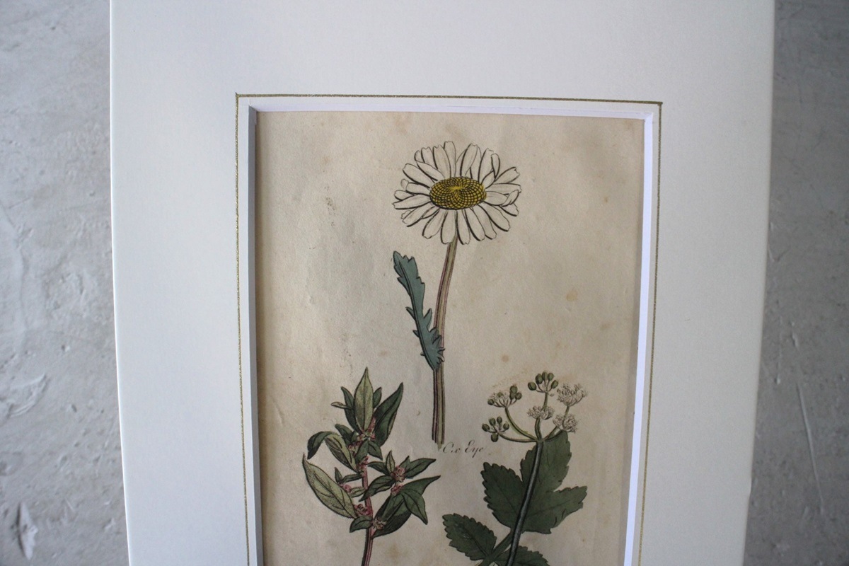�ѹ�Ƽ�ǲ��̿� ��The family herbal��John Hill 1812ǯ �إ��٥��饯��&���������ɥ�&�ѡ����˥åס١�No.MA_JH09