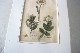 �ѹ�Ƽ�ǲ��̿� ��The family herbal��John Hill 1812ǯ �إ��٥��饯��&���������ɥ�&�ѡ����˥åס١�No.MA_JH09
