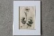 �ѹ�Ƽ�ǲ��̿� ��The family herbal��John Hill 1812ǯ �إ��٥��饯��&���������ɥ�&�ѡ����˥åס١�No.MA_JH09