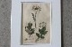 �ѹ�Ƽ�ǲ��̿� ��The family herbal��John Hill 1812ǯ �إ��٥��饯��&���������ɥ�&�ѡ����˥åס١�No.MA_JH09