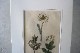 �ѹ�Ƽ�ǲ��̿� ��The family herbal��John Hill 1812ǯ �إ��٥��饯��&���������ɥ�&�ѡ����˥åס١�No.MA_JH09