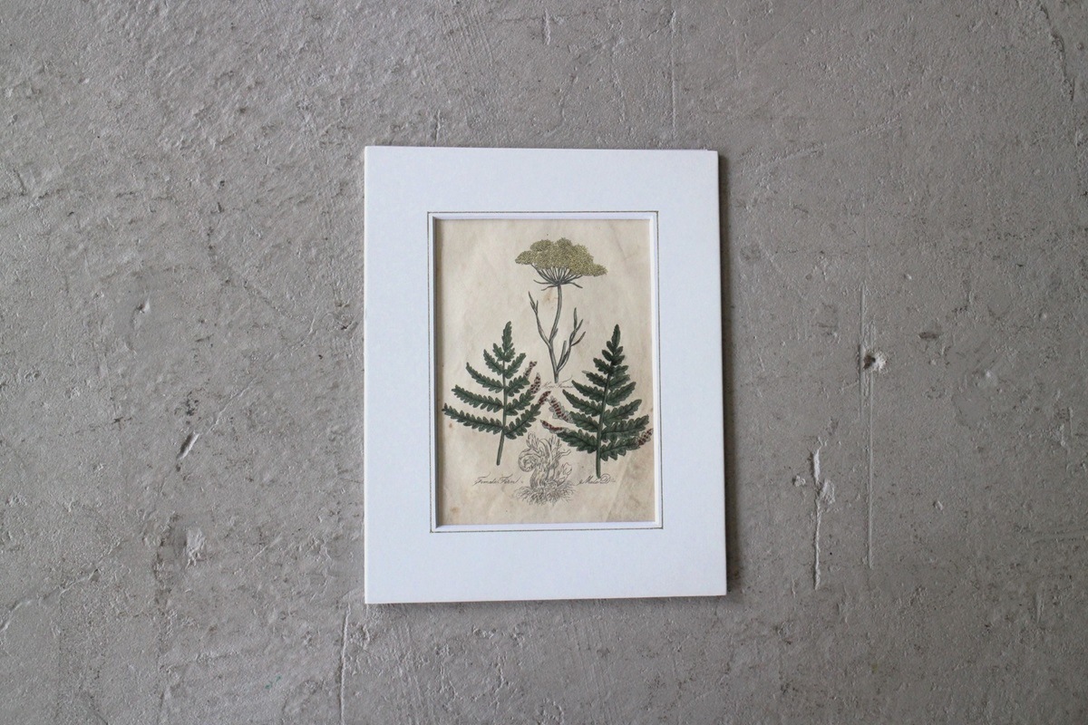 絵画 葉脈　タイ 絵画 葉脈 タイ - メルカリ