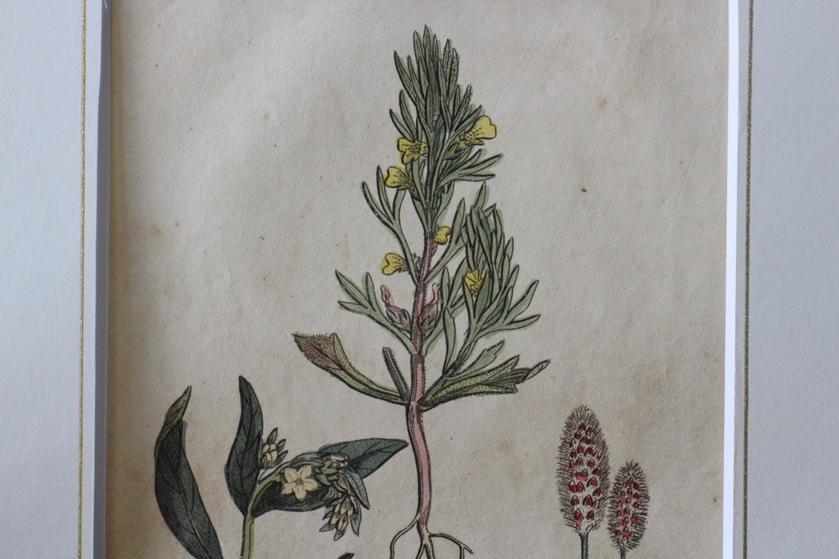 �ѹ񡡳�����Ƽ�ǲ��̿� ��The family herbal��John Hill 1812ǯ �إ���󡦥����०����&�����ɥѥ���&�ȥ�ե��ꥦ�ࡦ����٥󥹡١�No.MA_JH15_FR