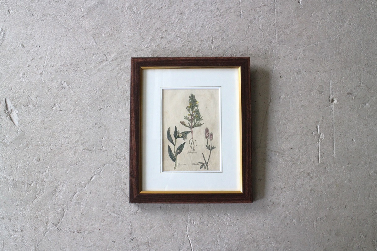 �ѹ񡡳�����Ƽ�ǲ��̿� ��The family herbal��John Hill 1812ǯ �إ���󡦥����०����&�����ɥѥ���&�ȥ�ե��ꥦ�ࡦ����٥󥹡١�No.MA_JH15_FR