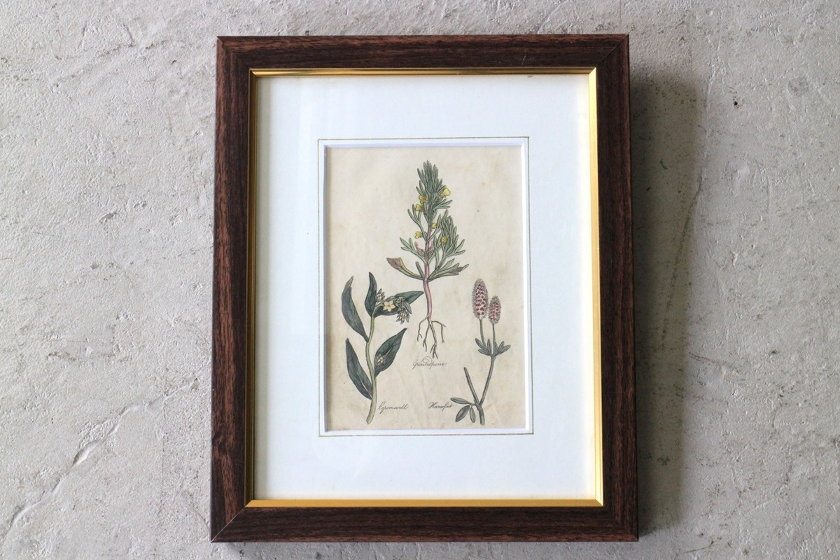 �ѹ񡡳�����Ƽ�ǲ��̿� ��The family herbal��John Hill 1812ǯ �إ���󡦥����०����&�����ɥѥ���&�ȥ�ե��ꥦ�ࡦ����٥󥹡١�No.MA_JH15_FR