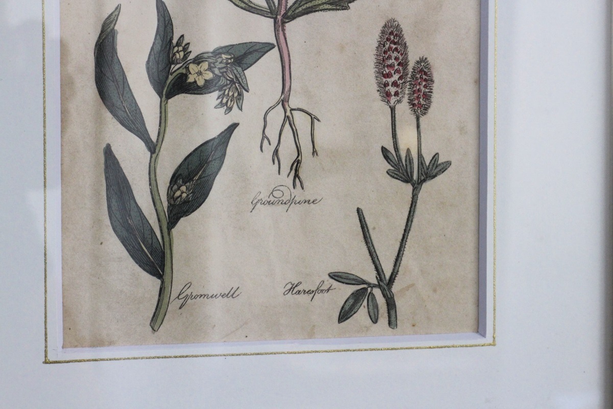 �ѹ񡡳�����Ƽ�ǲ��̿� ��The family herbal��John Hill 1812ǯ �إ���󡦥����०����&�����ɥѥ���&�ȥ�ե��ꥦ�ࡦ����٥󥹡١�No.MA_JH15_FR