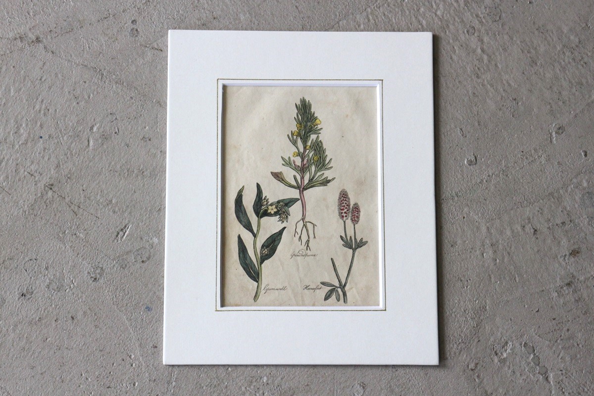 �ѹ񡡳�����Ƽ�ǲ��̿� ��The family herbal��John Hill 1812ǯ �إ���󡦥����०����&�����ɥѥ���&�ȥ�ե��ꥦ�ࡦ����٥󥹡١�No.MA_JH15_FR