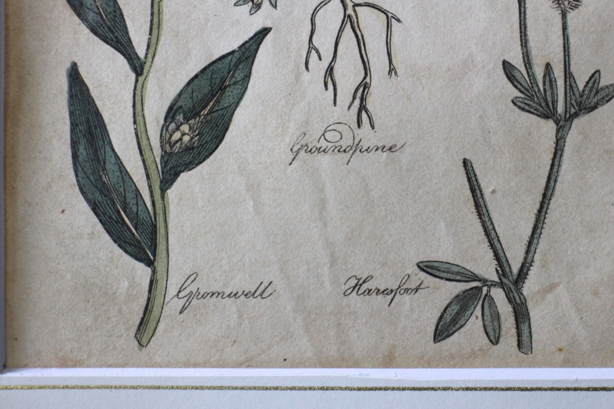 �ѹ񡡳�����Ƽ�ǲ��̿� ��The family herbal��John Hill 1812ǯ �إ���󡦥����०����&�����ɥѥ���&�ȥ�ե��ꥦ�ࡦ����٥󥹡١�No.MA_JH15_FR