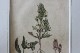 �ѹ񡡳�����Ƽ�ǲ��̿� ��The family herbal��John Hill 1812ǯ �إ���󡦥����०����&�����ɥѥ���&�ȥ�ե��ꥦ�ࡦ����٥󥹡١�No.MA_JH15_FR
