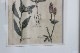 �ѹ񡡳�����Ƽ�ǲ��̿� ��The family herbal��John Hill 1812ǯ �إ���󡦥����०����&�����ɥѥ���&�ȥ�ե��ꥦ�ࡦ����٥󥹡١�No.MA_JH15_FR