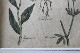 �ѹ񡡳�����Ƽ�ǲ��̿� ��The family herbal��John Hill 1812ǯ �إ���󡦥����०����&�����ɥѥ���&�ȥ�ե��ꥦ�ࡦ����٥󥹡١�No.MA_JH15_FR