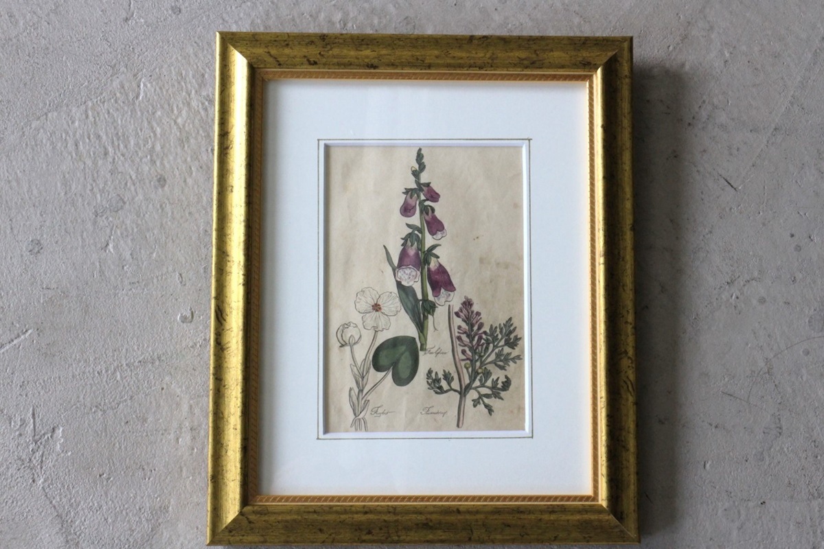 �ѹ񡡳�����Ƽ�ǲ��̿� ��The family herbal��John Hill 1812ǯ �إե��å��ӥå�&�������ꥹ&���饯�����ޥ�١�No.MA_JH16