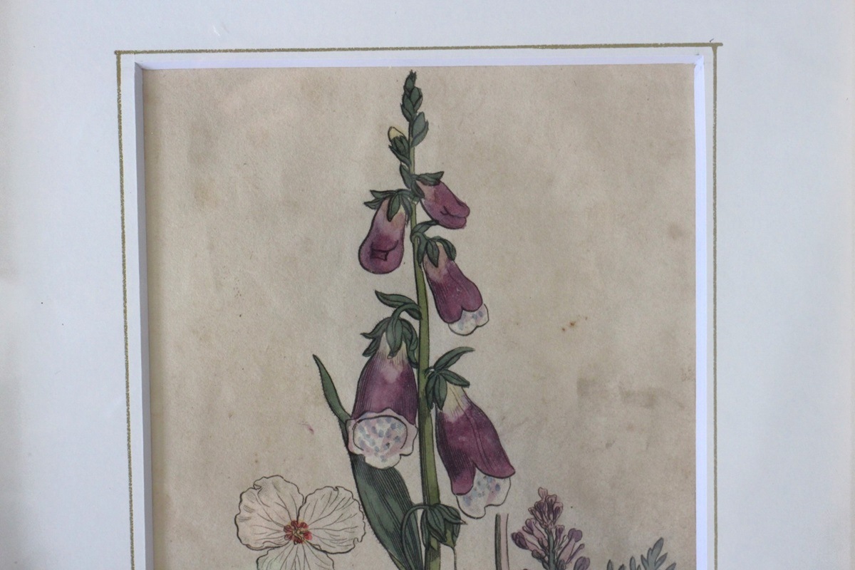 �ѹ񡡳�����Ƽ�ǲ��̿� ��The family herbal��John Hill 1812ǯ �إե��å��ӥå�&�������ꥹ&���饯�����ޥ�١�No.MA_JH16