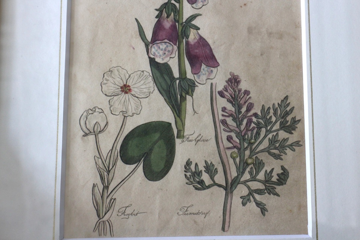 �ѹ񡡳�����Ƽ�ǲ��̿� ��The family herbal��John Hill 1812ǯ �إե��å��ӥå�&�������ꥹ&���饯�����ޥ�١�No.MA_JH16