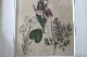 �ѹ񡡳�����Ƽ�ǲ��̿� ��The family herbal��John Hill 1812ǯ �إե��å��ӥå�&�������ꥹ&���饯�����ޥ�١�No.MA_JH16