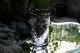�Х��顡���ӡ��̡�����֥顼��5879_02