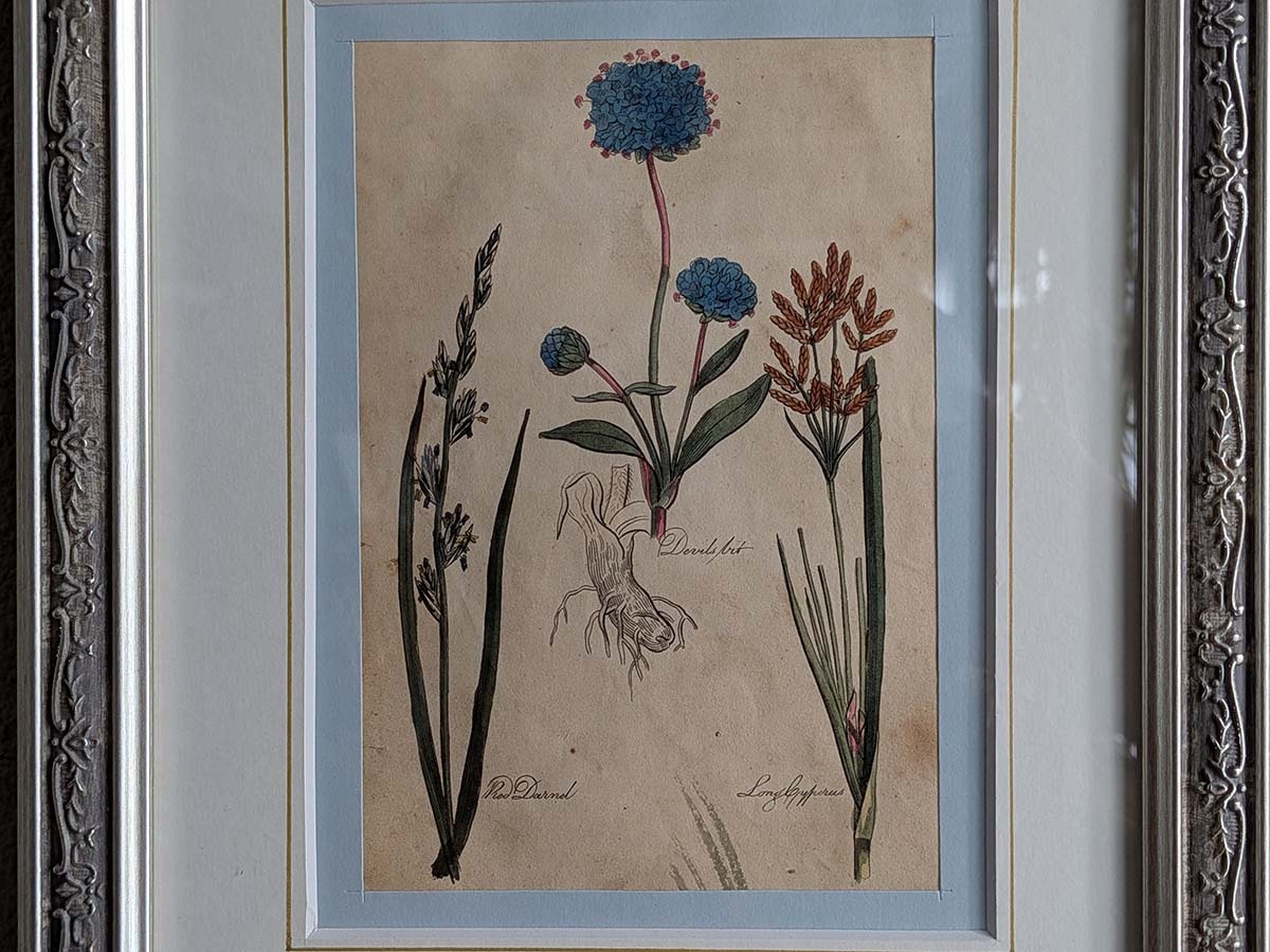 �ѹ񡡳�����Ƽ�ǲ��̿� ��The family herbal��John Hill 1812ǯ �إǥӥ륺�ӥå�&������Υ����ӥ� &����ĥꥰ���١�No.MA_JH19_FR